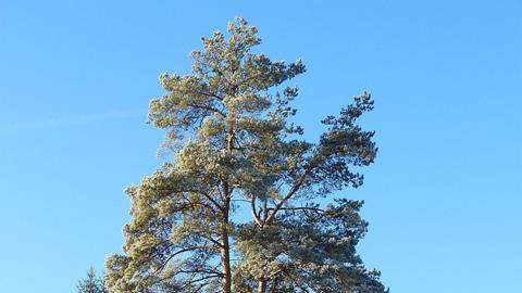 Off-the-Road Tree Planting