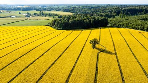 Rapeseed field