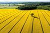 Rapeseed field